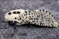 0161 (50.002) Leopard Moth